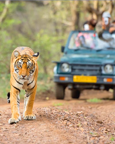 7-days-rajasthan-tour-with-udaipur-ranthambor-wildlife