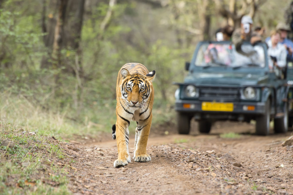  Ranthambore-Tiger-Safari