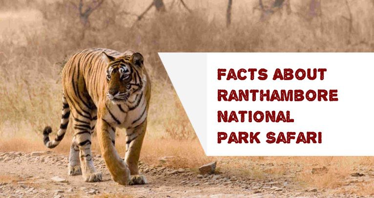 facts-about-ranthambore-national-park-safari