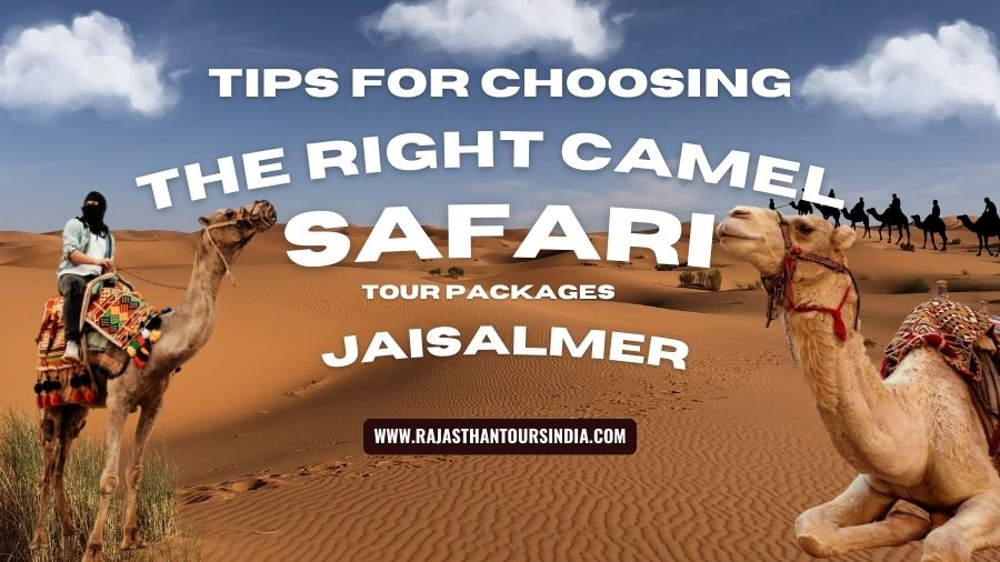 Tips For Choosing The Right Camel Safari Tour Packages Jaisalmer