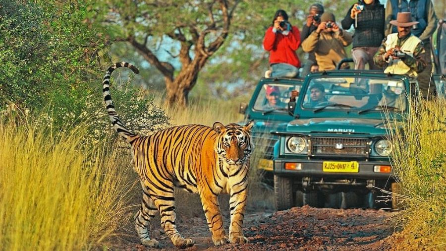Overview of Ranthambore National Park