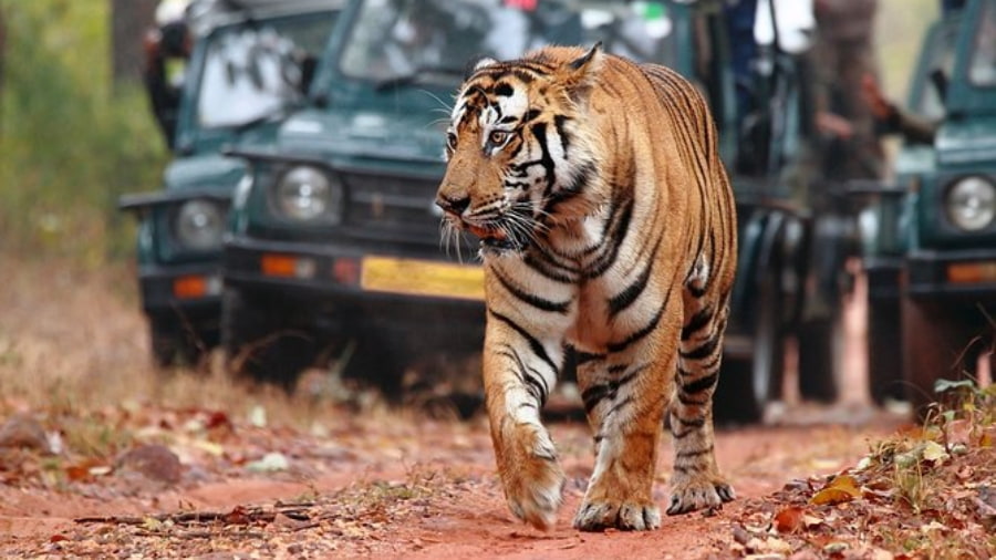 Ranthambore Safari