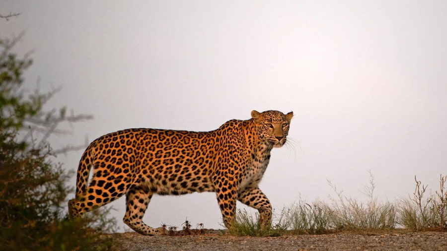 A Paradise for Wildlife Lovers